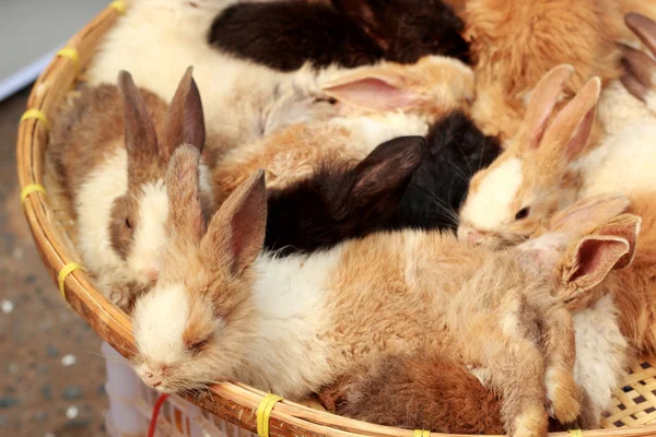 A lot rabbits for sale — Stock Photo, Image