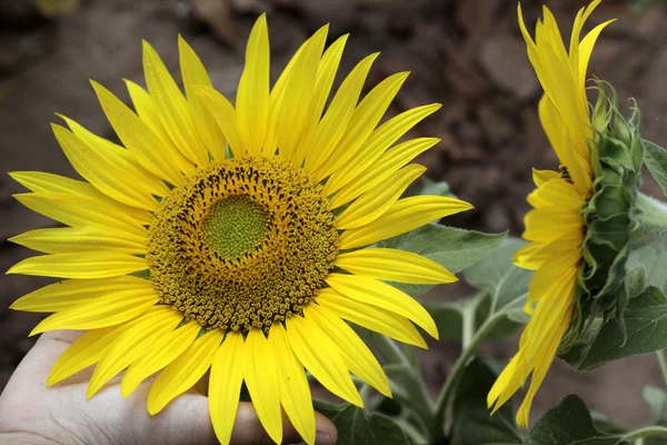 Feld blühender Sonnenblumen im Sommer — Stockfoto