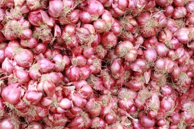 soğancık - Pazar Asya kırmızı soğan