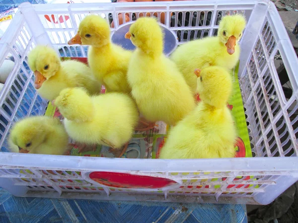 Gosling recién nacido amarillo es un grupo — Foto de Stock