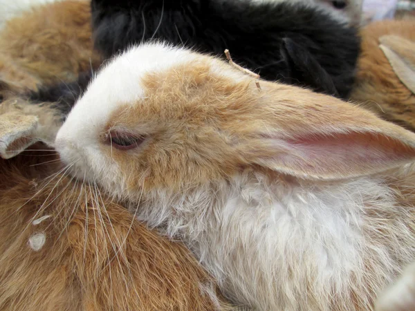 Çok tavşan Satılık — Stok fotoğraf