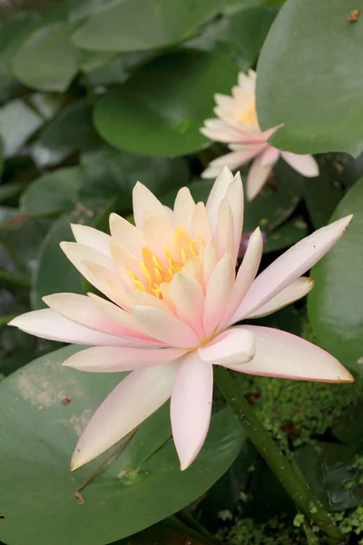 Fleur de lotus dans la nature — Photo