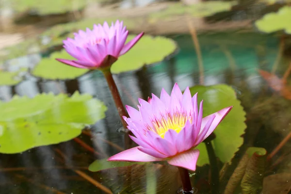Lotus çiçeği - pembe ve mor renkli — Stok fotoğraf