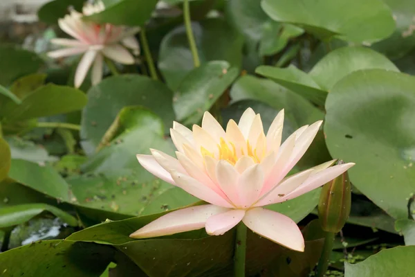 Lotusblume in der Natur — Stockfoto