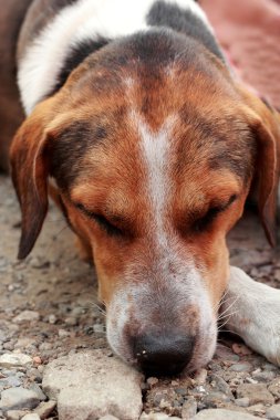 köpek uyumak yakın çekim