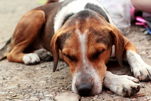 Detailní záběr spící pes — Stock fotografie