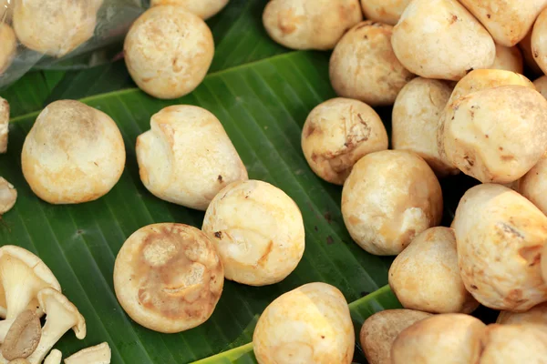 Fresh mushrooms in the market — Stock Photo, Image