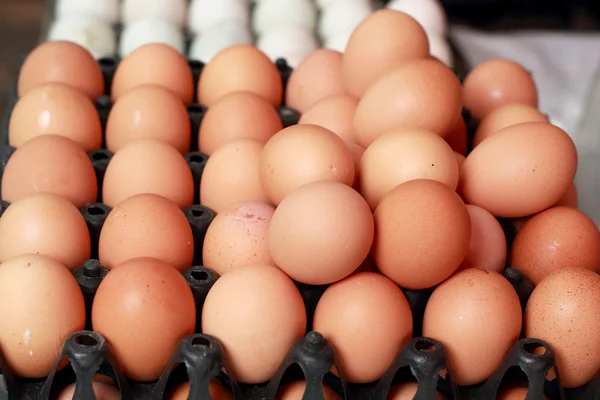 Brown egg in the farm — Stock Photo, Image