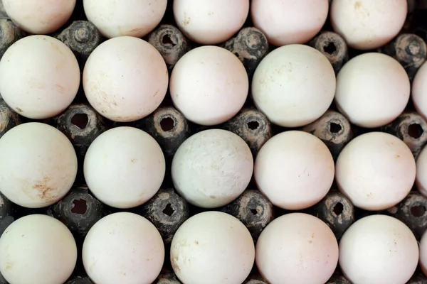bir sürü beyaz yumurta
