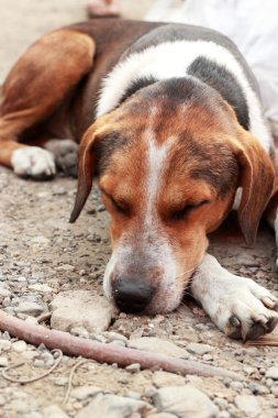 köpek uyumak yakın çekim