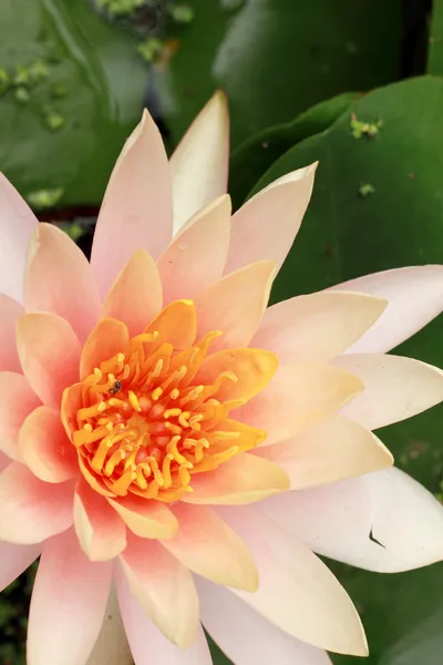 Lotusbloem in de natuur — Stockfoto