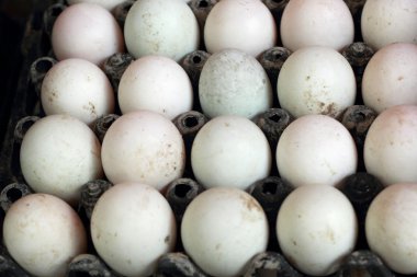 bir sürü beyaz yumurta