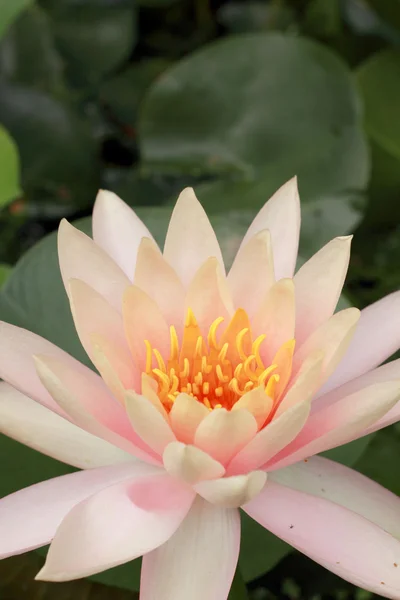 Lotus flower in the nature — Stock Photo, Image