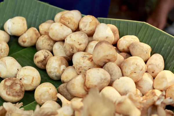 Fresh mushrooms in the market — Stock Photo, Image