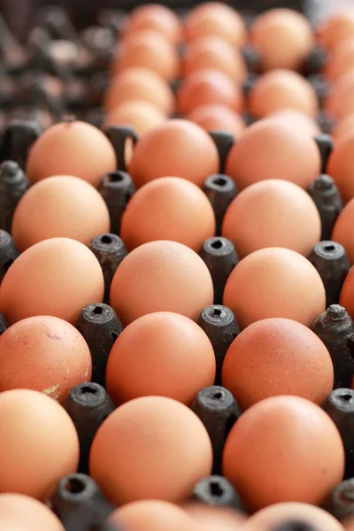 Brown egg in the farm — Stock Photo, Image