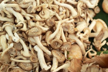 Pazarda taze mantarlar