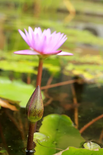 Färgstarka lotus blomma - rosa och lila — Stockfoto