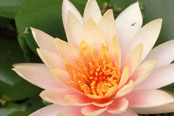 Fiore di loto nella natura — Foto Stock