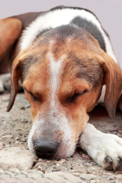 Close up van hond slapen — Stockfoto