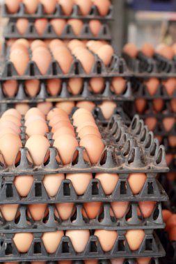 kahverengi yumurta çiftliği