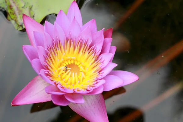 Kleurrijke van lotusbloem - roze en paarse — Stockfoto