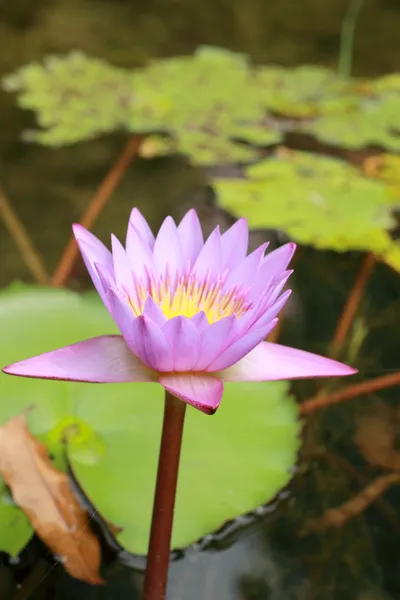 Bunt von Lotusblume - rosa und lila — Stockfoto