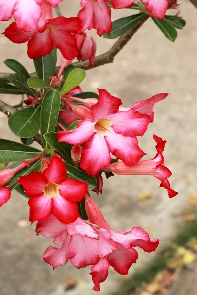 Impala lily Woestijnroos - roze bloemen — Stockfoto