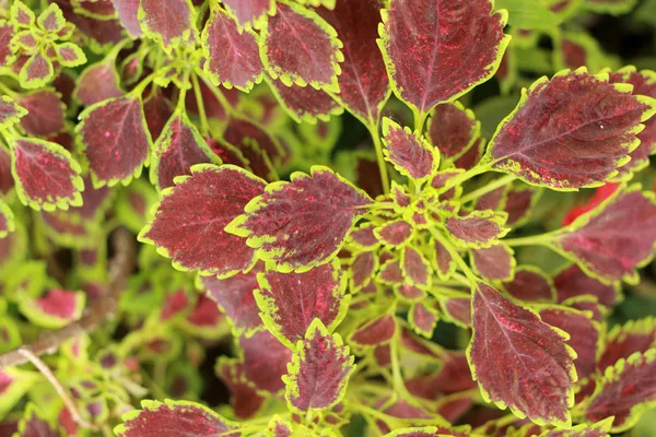 Green and red leaves in the garden — Stock Photo, Image