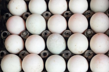 bir sürü beyaz yumurta