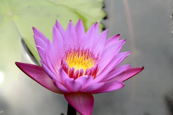 Colorful of lotus flower - pink and purple — Stock Photo, Image