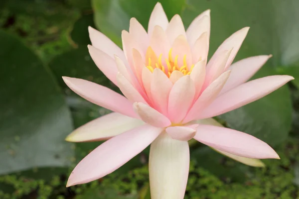 Flor de lótus na natureza — Fotografia de Stock