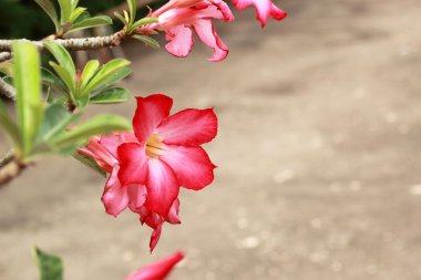 Impala lily adenium - pembe çiçekler