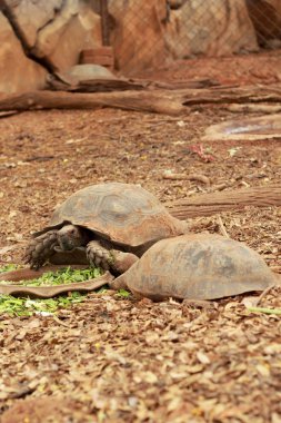 doğada gezinme kaplumbağa