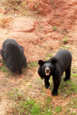 Ayılar sürüsü doğal 