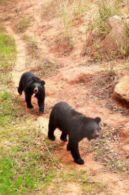 Ayılar sürüsü doğal 