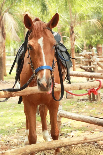 Primer plano caballo en la granja — Foto de Stock