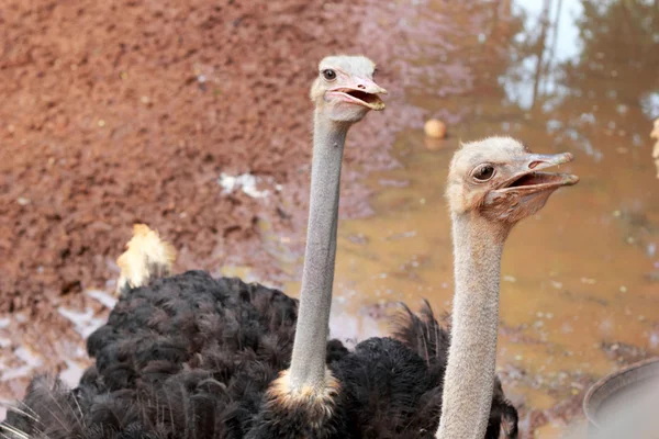 Ostrich in the farm with nature — Stock Photo, Image