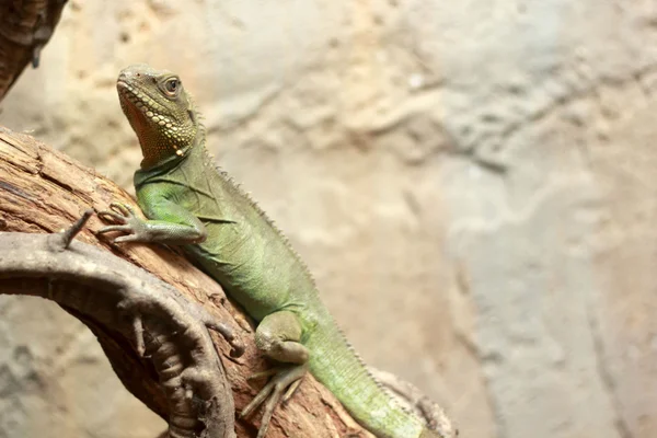 Doğal yeşil iguana — Stok fotoğraf