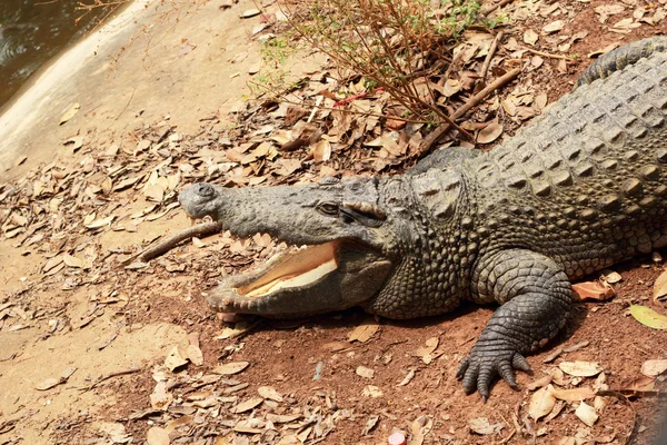 Crocodilo na natureza - no chão . — Fotografia de Stock