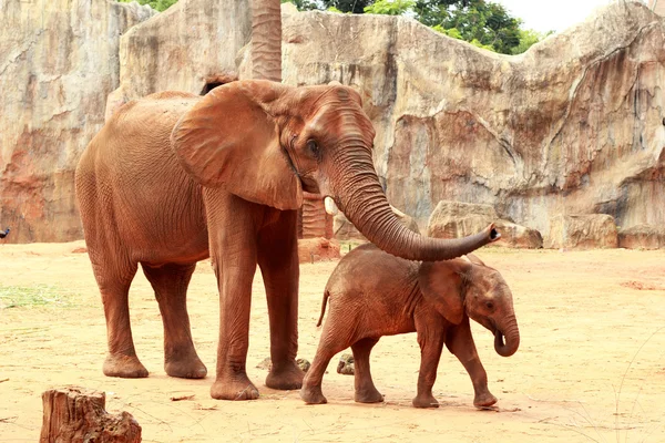 Un bambino e madre elefante africano — Foto Stock