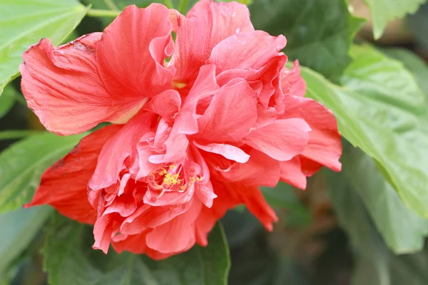 Hibiscus bloemen - oranje bloem in de natuur — Stockfoto