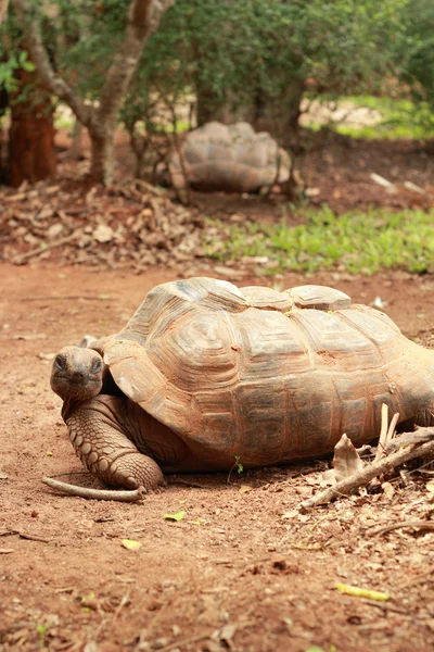 Crawling tortoise in the nature — Stock Photo, Image