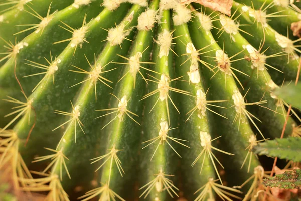 Cactus vert dans le jardin — Photo