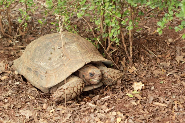 Kruipende schildpad in de natuur — Stockfoto