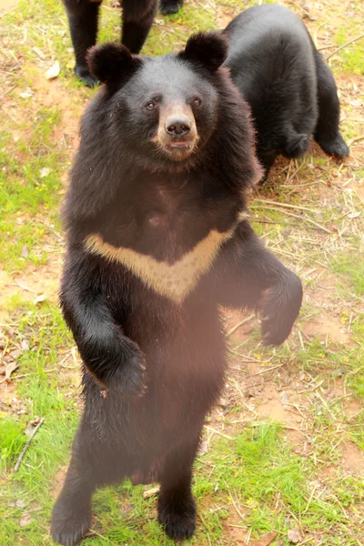 Niedźwiedzie stada w naturze — Zdjęcie stockowe