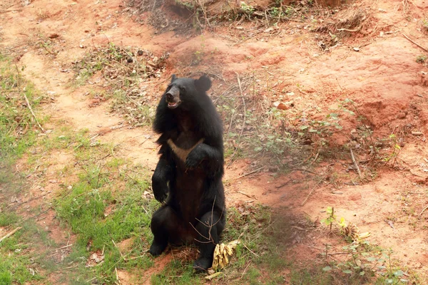 Bears herd in the nature — Stock Photo, Image