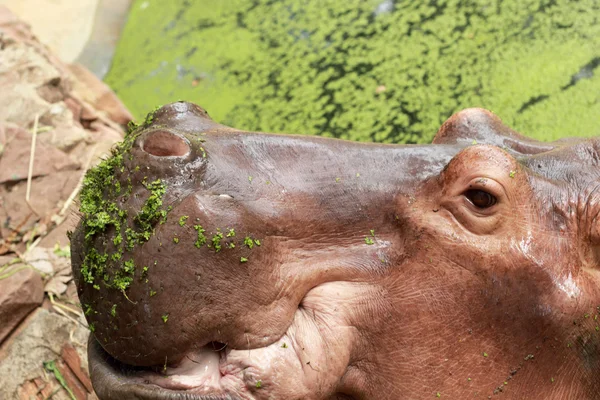Hippo muotokuva luonnossa — kuvapankkivalokuva