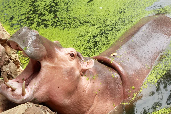 Retrato de hipopótamo na natureza — Fotografia de Stock