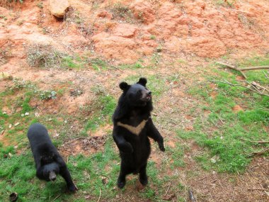 Ayılar sürüsü doğal 