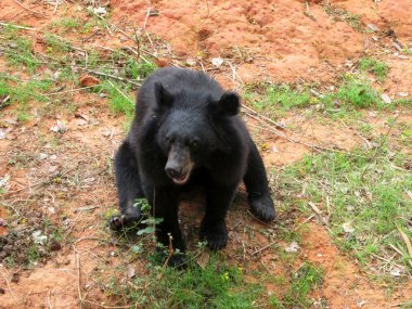 Ayılar sürüsü doğal 